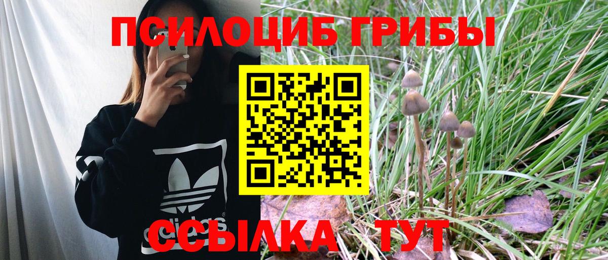 Галлюциногенные грибы Psilocybe  Вход с VPN  Галлюциногенные грибы прущие грибы  Большой Камень 